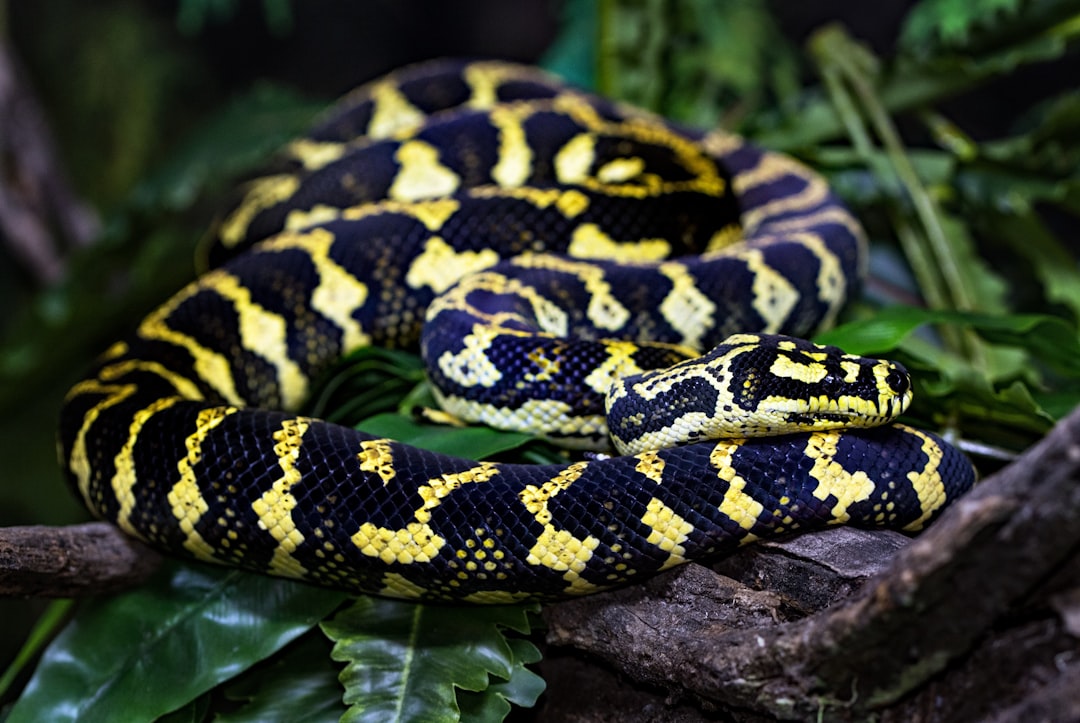 Photo Reptile pattern